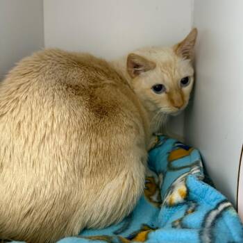 Domestic Short Hair and Siamese Cats Available for Adoption - Sputnik | PetCurious