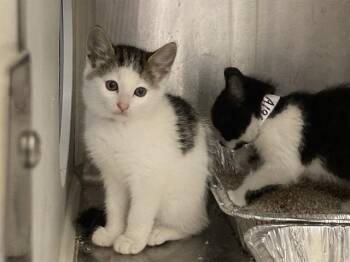 LILY -  Domestic Short Hair Cat for Adoption in Tustin, California - LILY | PetCurious