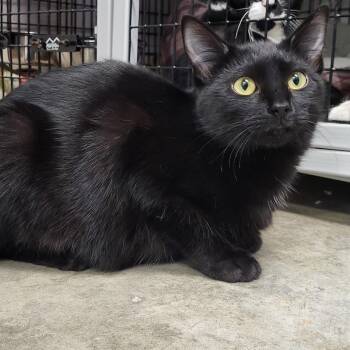 Rescue Domestic Short Hair Cats for Adoption in Chilton, Wisconsin - Serrano | PetCurious