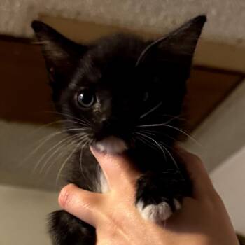 Domestic Short Hair Cats Available for Adoption in Midland, Texas - Aquaman | PetCurious