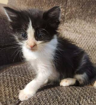 Catwoman -  Domestic Short Hair Cat for Adoption in Republic, Missouri - Catwoman | PetCurious