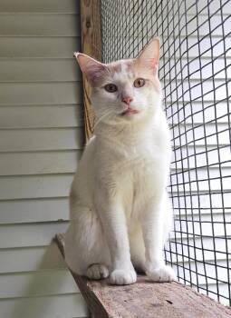 Rescue Domestic Short Hair Cats for Adoption in Westbrook, Connecticut - Clementine | PetCurious
