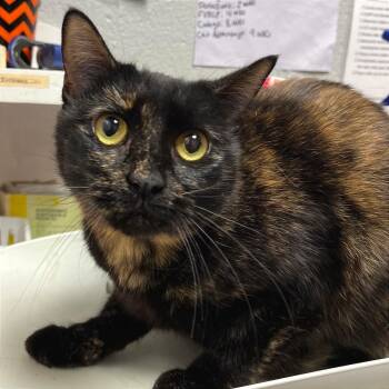 Domestic Short Hair Cats Available for Adoption - Ember | PetCurious