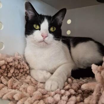 Domestic Short Hair Cats Available for Adoption in Bentonville, Arkansas - Scooby | PetCurious