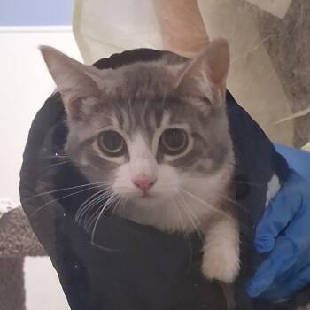 Stainless Steel -  Domestic Short Hair Cat for Adoption in Murray, Utah - Stainless Steel | PetCurious