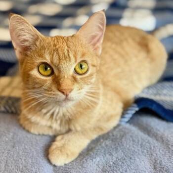 Lola -  Domestic Short Hair Cat for Adoption in Rochester, Minnesota - Lola | PetCurious