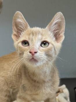 Nirvana -  Domestic Short Hair Cat for Adoption in Orland Hills, Illinois - Nirvana | PetCurious