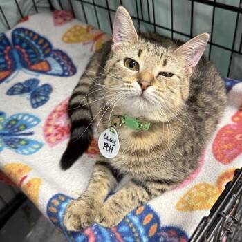 Domestic Short Hair Cats Available for Adoption - Luciana | PetCurious