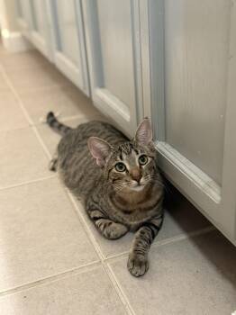 Rescue American Shorthair Cats for Adoption in Tracy, California - Bingo | PetCurious