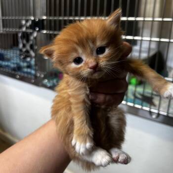 Domestic Short Hair Cats Available for Adoption in Harrisville, West Virginia - Brynlee | PetCurious