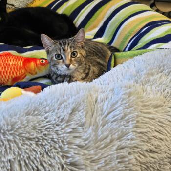 Vivi -  Domestic Short Hair Cat Available for Adoption in West Branch, Michigan - Vivi | PetCurious