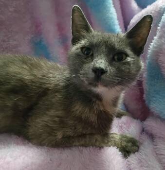 Dilute Calico Cats Available for Adoption in Mount Pleasant, Texas - Hope | PetCurious