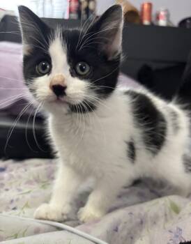 Domestic Short Hair Cats Available for Adoption in Minneapolis, Minnesota - Dagwood | PetCurious