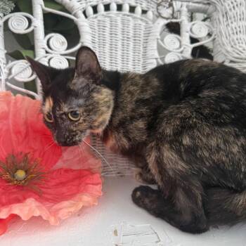 Domestic Short Hair Cats Available for Adoption in Eaton Rapids, Michigan - Secret Keeper 56012 | PetCurious
