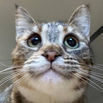 Domestic Short Hair Cats Available for Adoption - Dotty | PetCurious