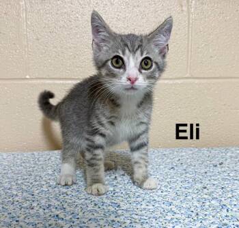 Eli -  Domestic Short Hair Cat for Adoption in Clearfield, Kentucky - Eli | PetCurious