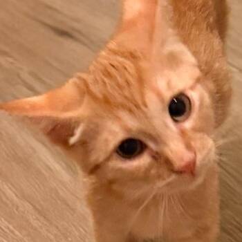 Otis -  Domestic Short Hair Cat for Adoption in San Diego, California - Otis | PetCurious