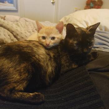 Rescue Domestic Short Hair Cats for Adoption in Austin, Texas - Esperanza AR | PetCurious