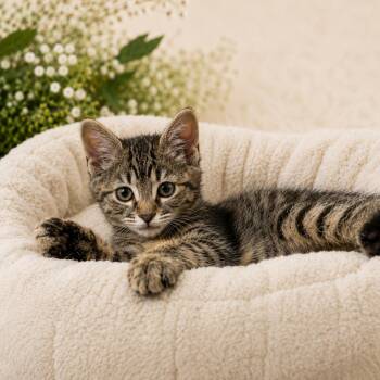 Wobble -  Domestic Short Hair Cat for Adoption in Tylertown, Mississippi - Wobble | PetCurious