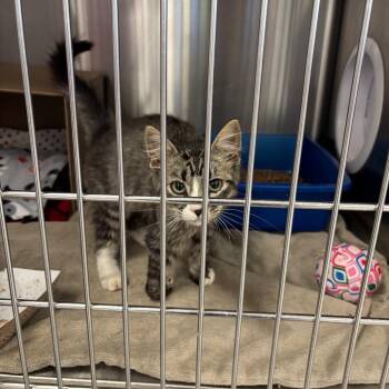 Rainey -  Domestic Medium Hair Cat for Adoption in Kanab, Utah - Rainey | PetCurious