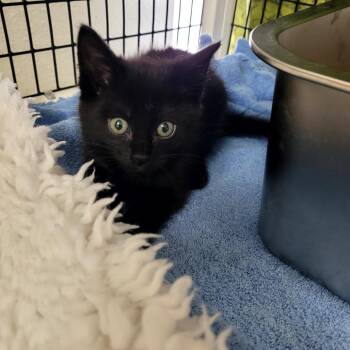 Birch Green -  Domestic Short Hair Cat for Adoption in Belfair, Washington - Birch Green | PetCurious