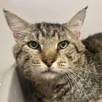 Chuck -  Domestic Short Hair Cat for Adoption in Saint Joseph, Missouri - Chuck | PetCurious