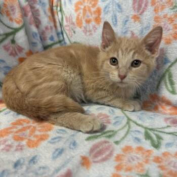 Domestic Short Hair Cats Available for Adoption in Kittanning, Pennsylvania - Buttermilk | PetCurious
