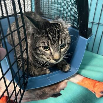 Domestic Short Hair Cats Available for Adoption in St. Louis, Missouri - Mo Mo | PetCurious