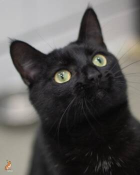 Tikki -  Domestic Short Hair Cat for Adoption in Roanoke, Virginia - Tikki | PetCurious