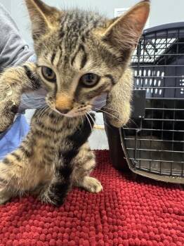 Ontario -  Domestic Short Hair Cat for Adoption in Bloomington, Indiana - Ontario | PetCurious