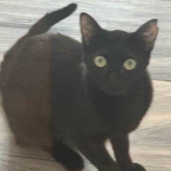 Tati -  Domestic Short Hair Cat for Adoption in Monroe, North Carolina - Tati | PetCurious