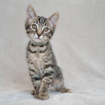 Bisque (Grey) -  Domestic Short Hair Cat for Adoption in Sunnyvale, California - Bisque (Grey) | PetCurious