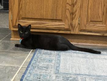 Rescue Domestic Short Hair Cats for Adoption in Harpers Ferry, West Virginia - Coraline | PetCurious