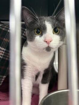 Domestic Short Hair Cats Available for Adoption - Sully | PetCurious