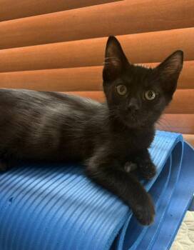 *JUDE -  Domestic Short Hair Cat for Adoption in Woodland, California - *JUDE | PetCurious