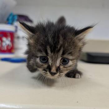 Gigi -  Domestic Medium Hair Cat for Adoption in Ardmore, Oklahoma - Gigi | PetCurious