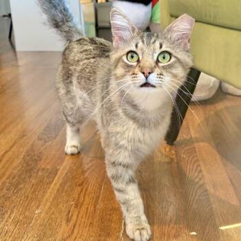 Tyler -  Domestic Long Hair Cat for Adoption in Kerrville, Texas - Tyler | PetCurious
