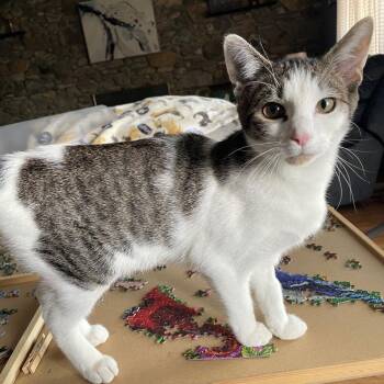 Domestic Short Hair Cats Available for Adoption - Brooks | PetCurious