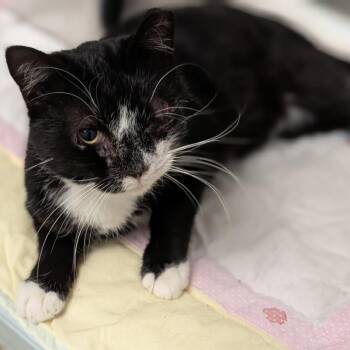 Nelson -  Domestic Short Hair Cat for Adoption in Buchanan Dam, Texas - Nelson | PetCurious