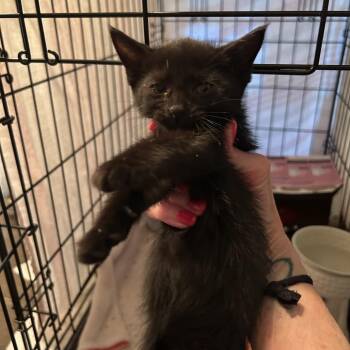 Vesper -  Domestic Short Hair Cat for Adoption in Columbia, Missouri - Vesper | PetCurious