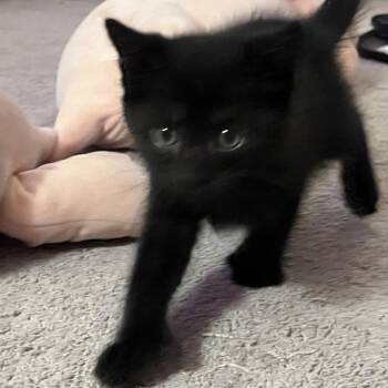Willson -  Domestic Short Hair Cat for Adoption in Kennebunk, Maine - Willson | PetCurious