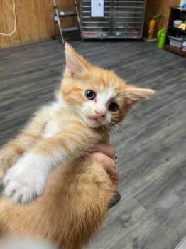 Abyssinian Cats Available for Adoption in Dyersburg, Tennessee - Fred | PetCurious