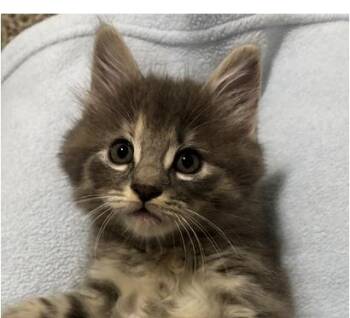 Domestic Medium Hair Cats Available for Adoption in Lafayette, Louisiana - Marta | PetCurious