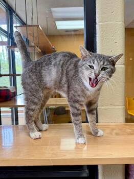 Domestic Short Hair Cats Available for Adoption in Cincinnati, Ohio - Sorel | PetCurious