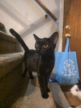 Domestic Short Hair Cats Available for Adoption - Floral  | PetCurious