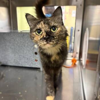 JULIE -  Domestic Medium Hair Cat for Adoption in Fort Myers, Florida - JULIE | PetCurious
