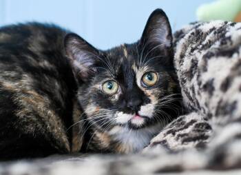 Tortoiseshell and Domestic Short Hair Cats Available for Adoption - Pastini | PetCurious