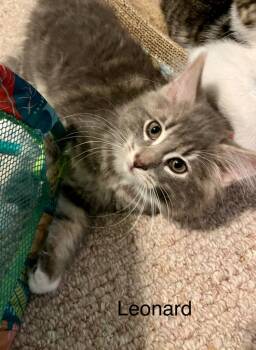 Rescue Domestic Long Hair Cats for Adoption in Brainardsvle, New York - Leonard | PetCurious