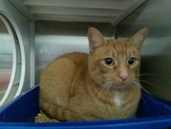 Domestic Short Hair Cats Available for Adoption - LYNX | PetCurious