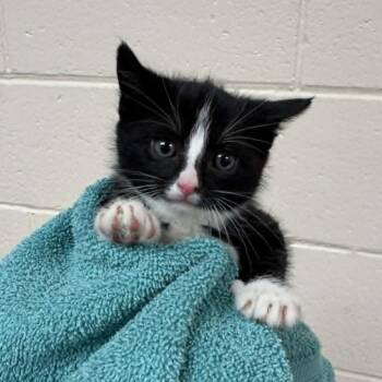 Quake -  Domestic Short Hair Cat for Adoption in Reno, Nevada - Quake | PetCurious